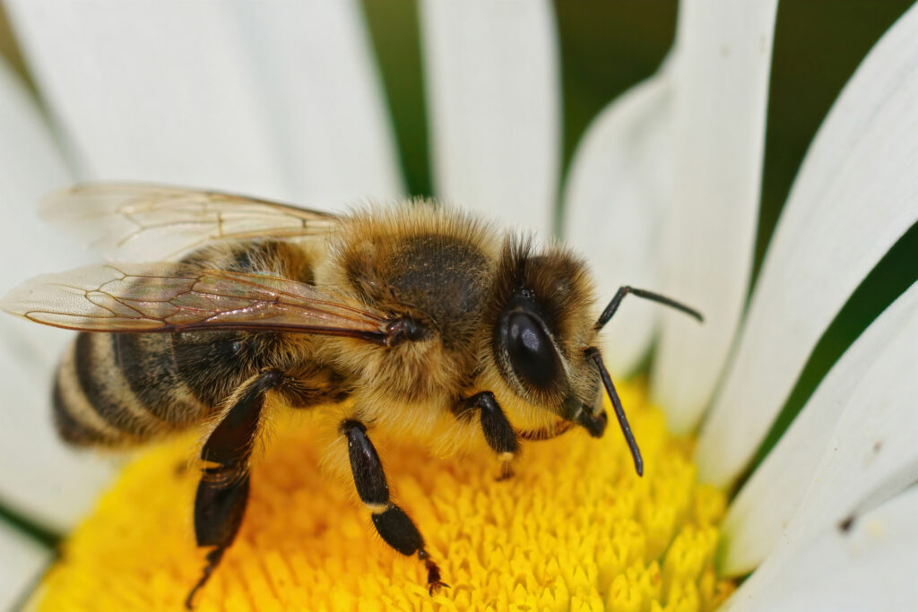 Alergia a las Abejas y Avispas Alergia a las Abejas y Avispas